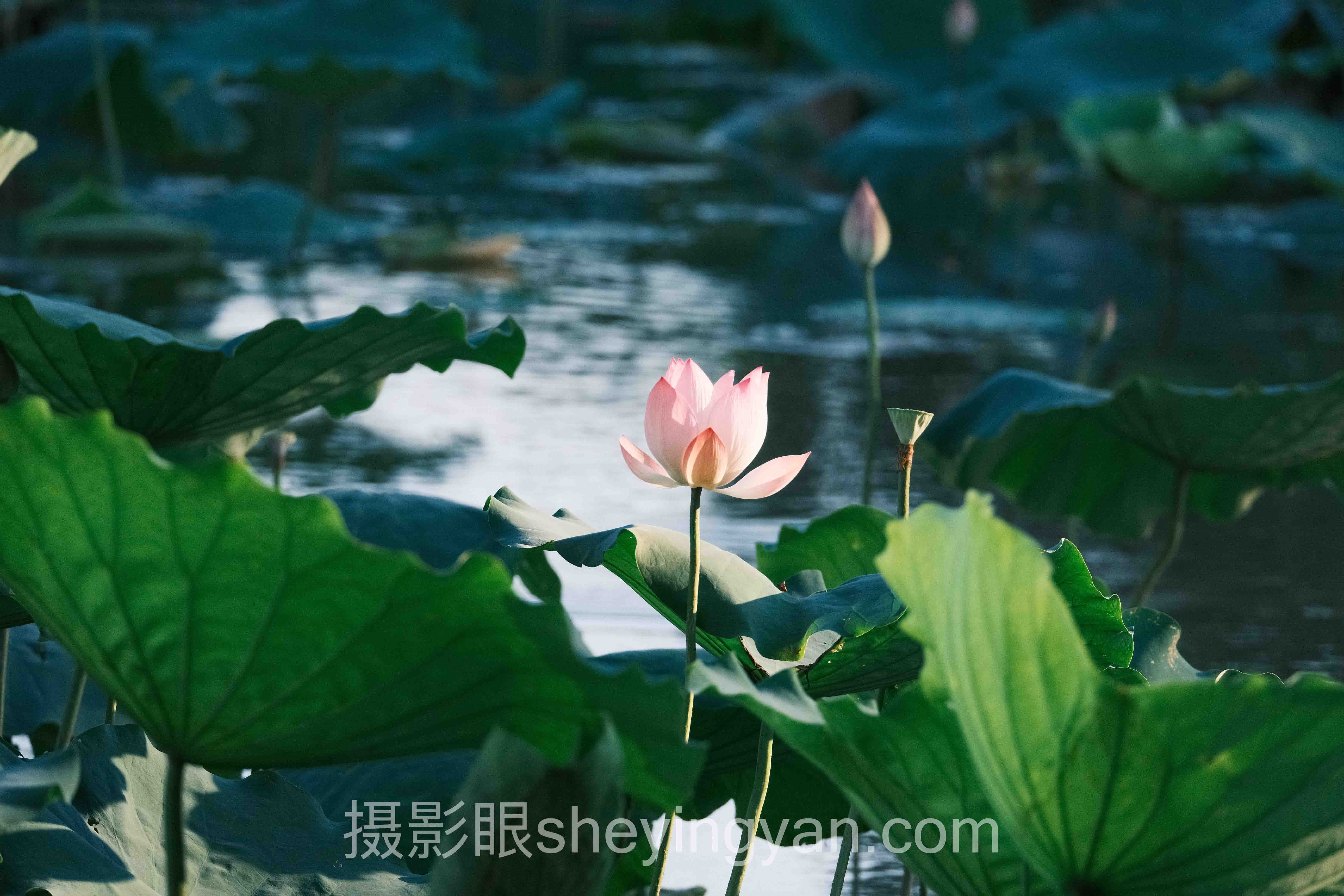 摄影眼官网sheyingyan.com